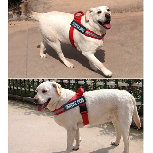 Personalized Adjustable Dog Harness
